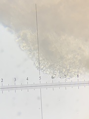 Pseudobaeospora
