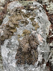 Umbilicaria muhlenbergii