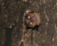 Rhinolophus hipposideros