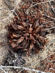 Aphyllon californicum