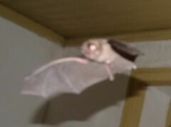Rhinolophus hipposideros