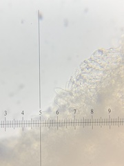 Pseudobaeospora