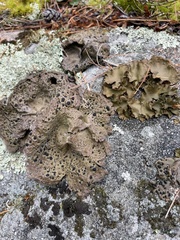 Umbilicaria muhlenbergii
