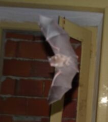 Rhinolophus hipposideros