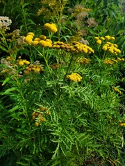 Tanacetum vulgare