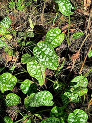 Pulmonaria officinalis