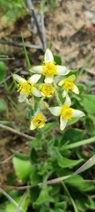 Aizoon sarmentosum