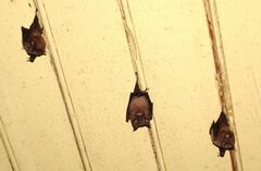 Rhinolophus hipposideros