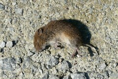 Microtus arvalis