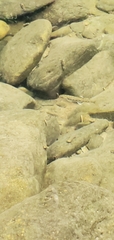 Actinopterygii