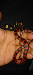 Oxyrhopus petolarius