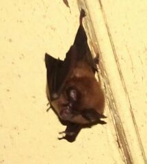 Rhinolophus hipposideros