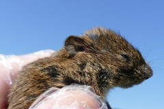 Microtus arvalis