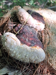 Fomitopsis mounceae