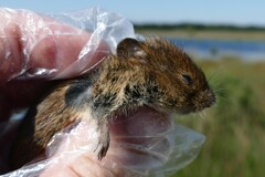 Microtus arvalis