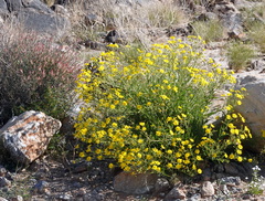 Osteospermum microcarpum