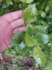 Geniostoma ligustrifolium