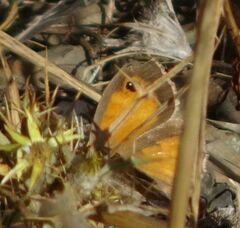 Pyronia cecilia