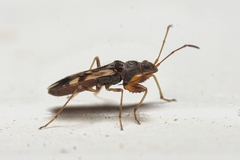 Neopamera bilobata