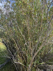 Salix planifolia