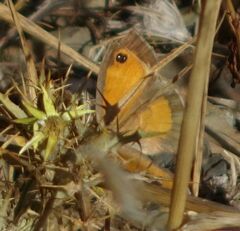 Pyronia cecilia