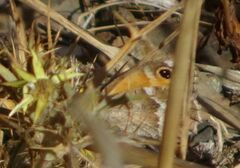 Pyronia cecilia