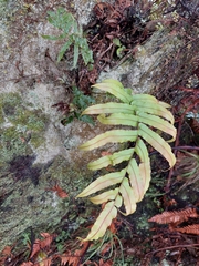 Blechnum