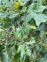 Quercus ellipsoidalis