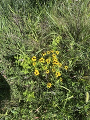Rudbeckia triloba
