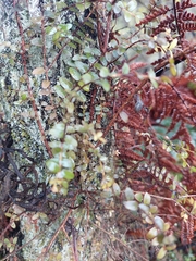 Metrosideros diffusa