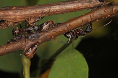 Camponotus chromaiodes