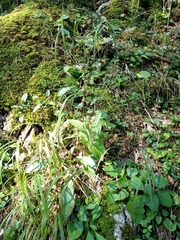 Epipactis