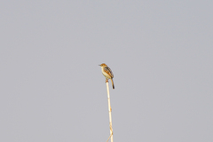 Cisticola galactotes