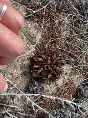 Aphyllon californicum