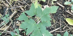 Ribes americanum