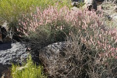 Dyerophytum africanum