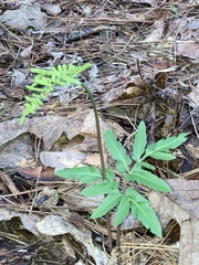 Sceptridium biternatum