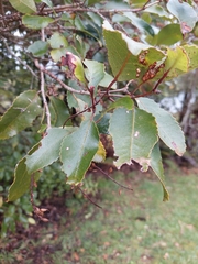 Pterophylla racemosa