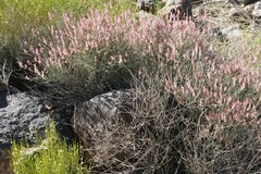 Dyerophytum africanum