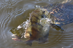 Lepomis macrochirus purpurascens