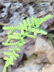 Sceptridium biternatum