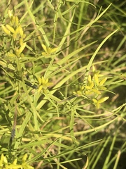 Euthamia caroliniana