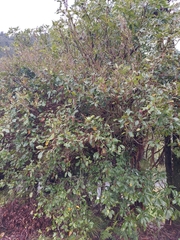 Pterophylla racemosa