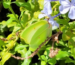 Gonepteryx cleopatra