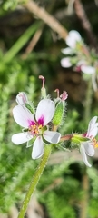 Pelargonium hirtum