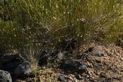 Monechma spartioides