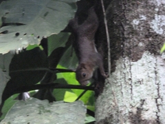 Sciurus deppei