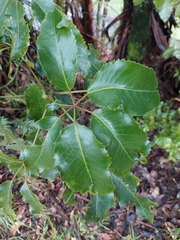 Pseudopanax arboreus