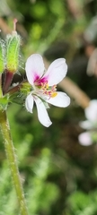 Pelargonium hirtum