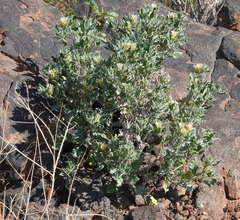 Codon royenii